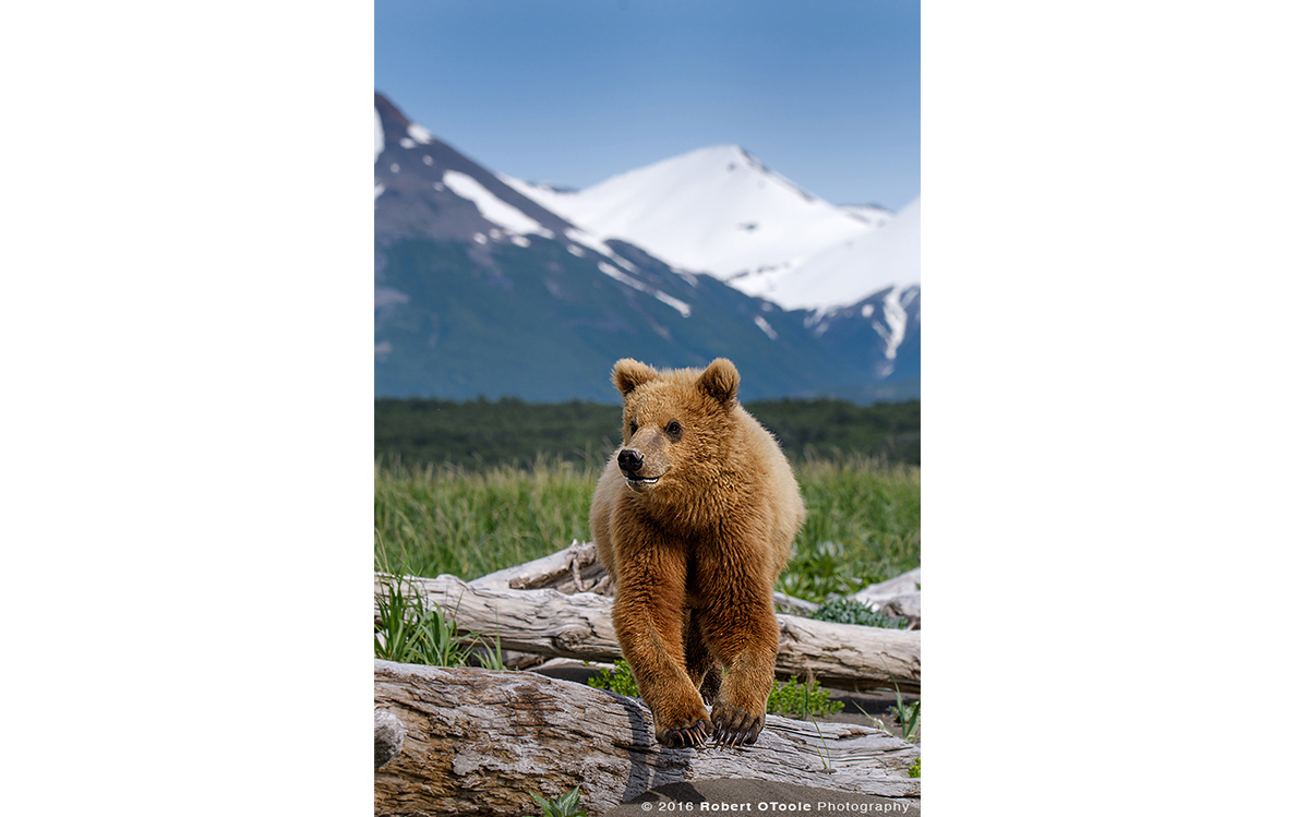 Bear-cub-jump-portrait-Katmai-Alaska-Robert-OToole-Photography-2016