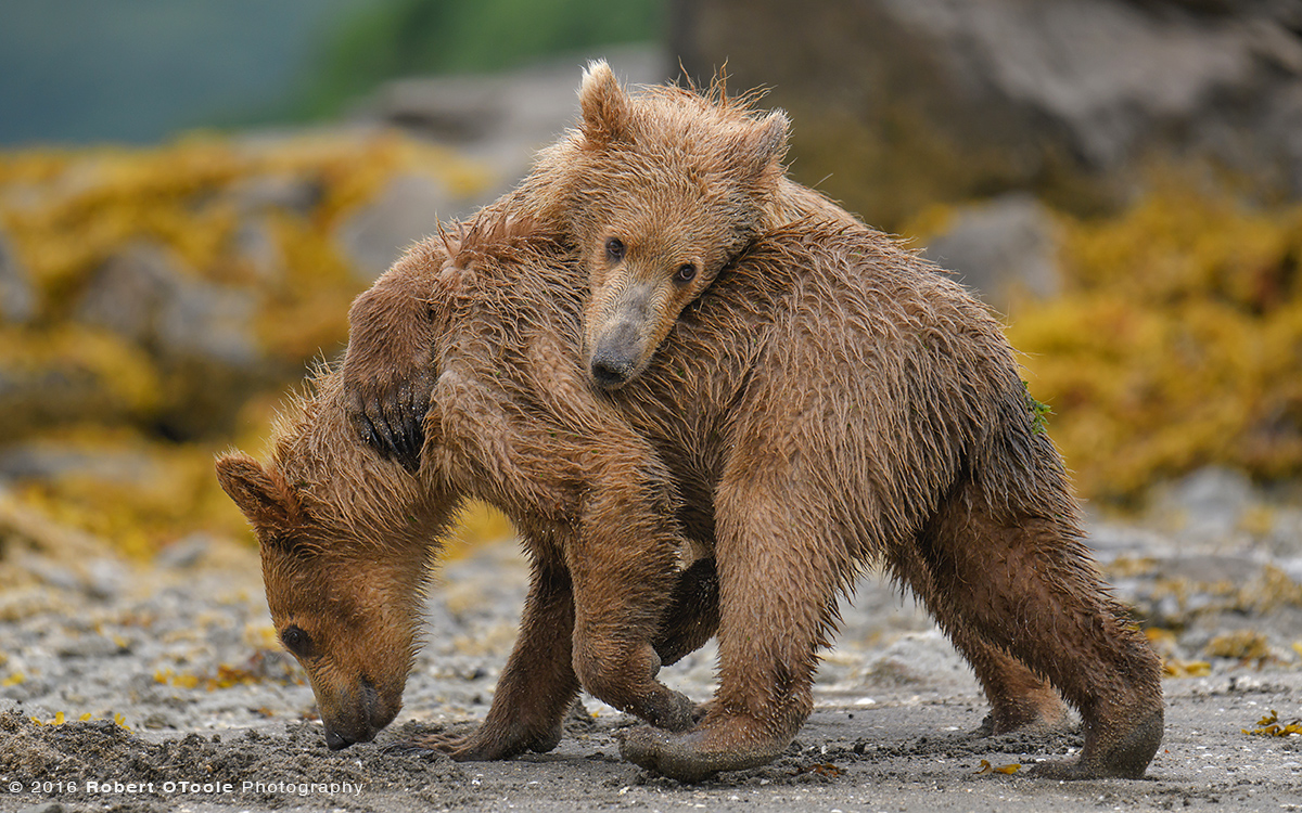 Bear-cub-play-Katmai-Alaska-Robert-OToole-Photography-2016-86