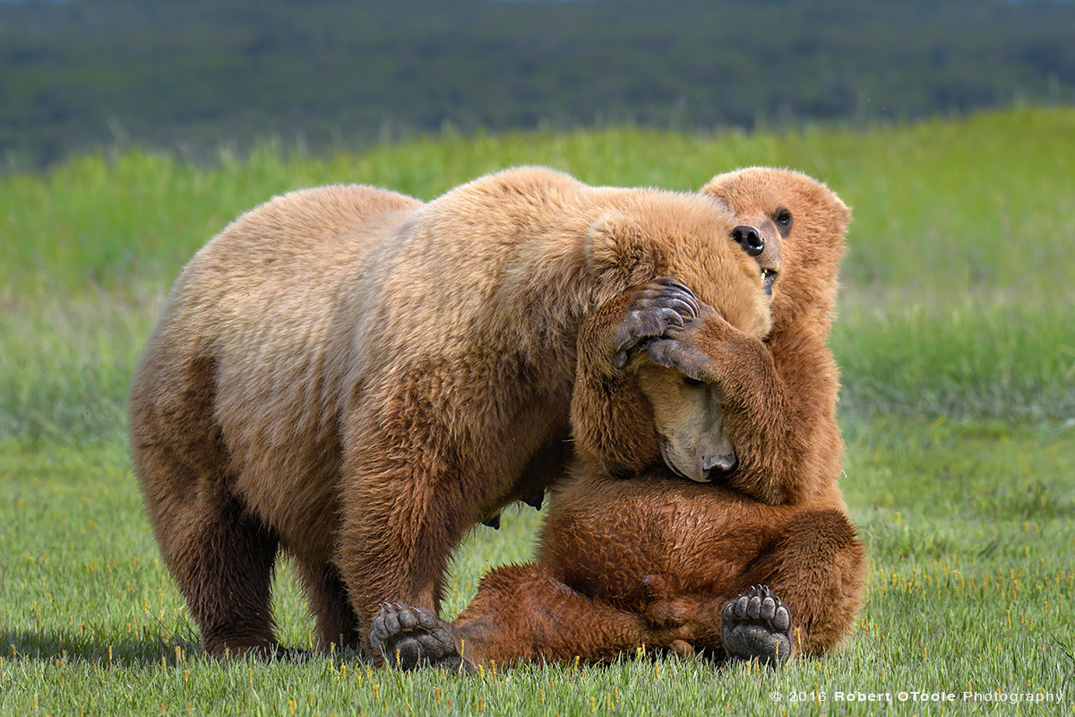 Bear-Mother-and-cub-rolling-Katmai-Alaska-Robert-OToole-Photography-2016.JPG