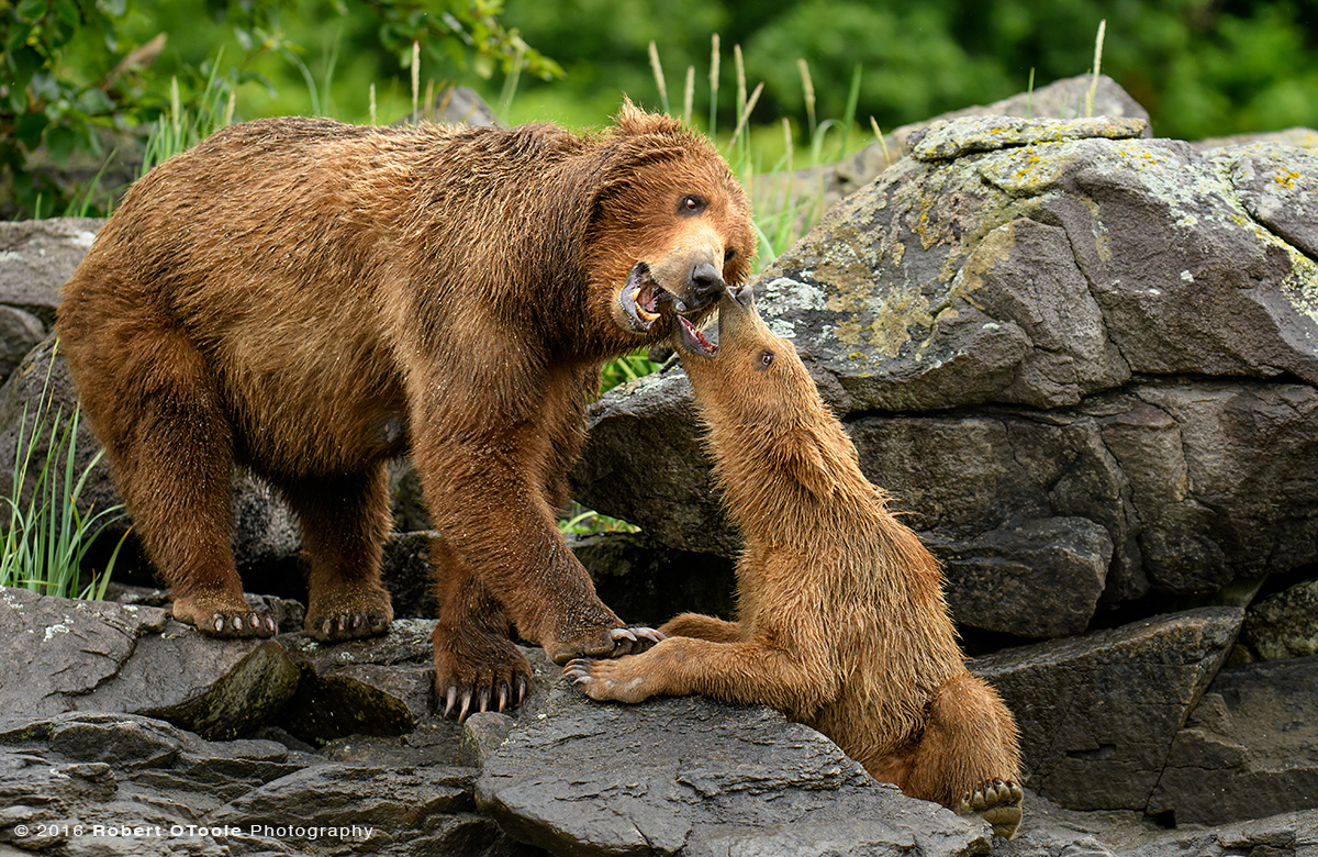 Bear-mother-cub-playing-on-the-rocks-Katmai-Alaska-Robert-OToole-Photography-2016-3421