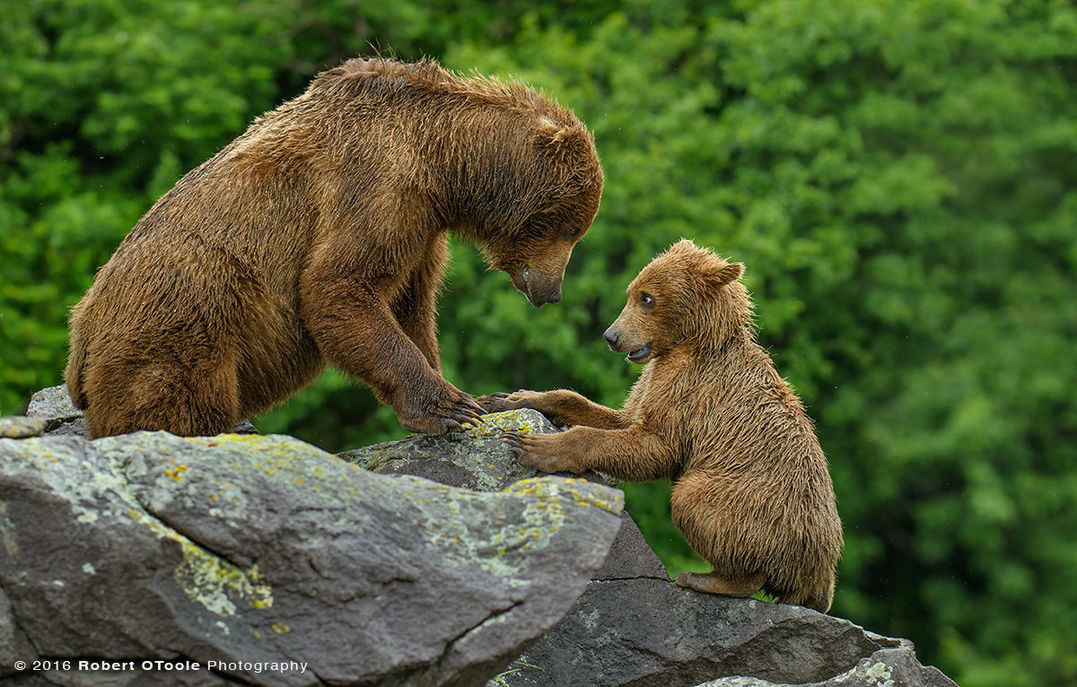 Bear-mother-cub-playing-on-the-rocks-Katmai-Alaska-Robert-OToole-Photography-2016-3491