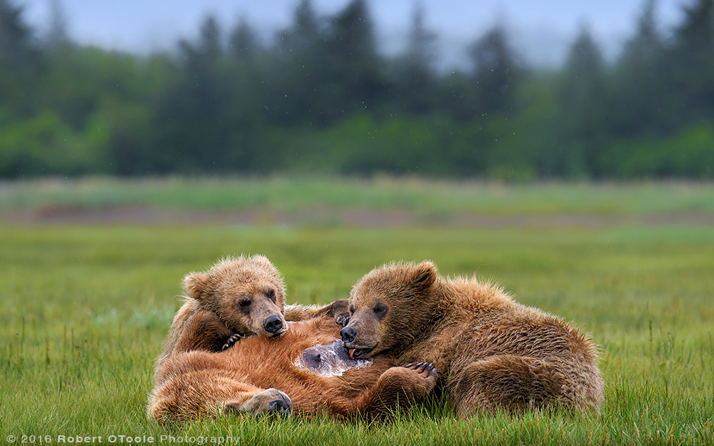 Bear-mother-nursing-Katmai-Alaska-Robert-OToole-Photography-2016.JPG