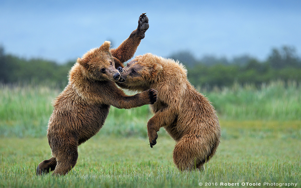Bears-battling-Katmai-Alaska-Robert-OToole-Photography-2016-9973