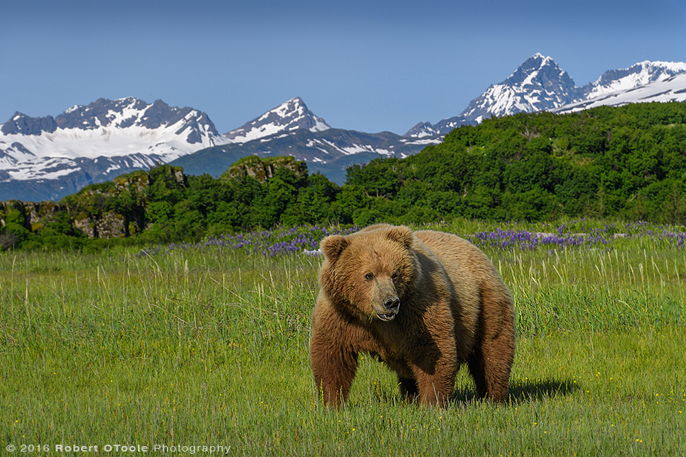 Mother-scenic-Hallo-Katmai-Alaska-Robert-OToole-Photography-2016