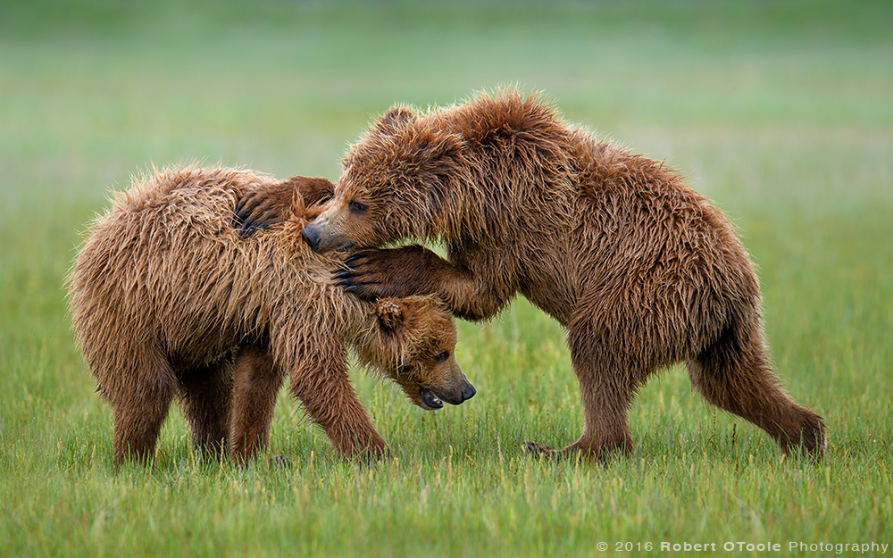 Bears-Juvi-wrestling-Katmai-Alaska-Robert-OToole-Photography-2016