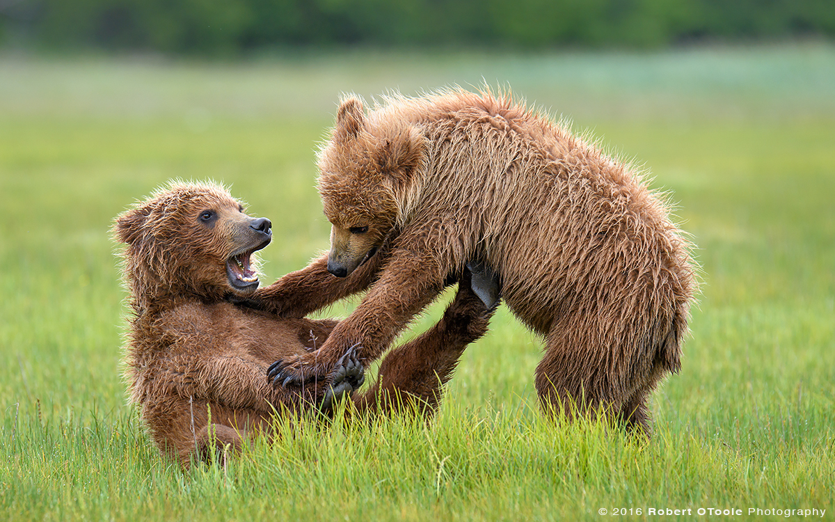 Bear-cubs-Katmai-Alaska-Robert-OToole-Photography-2016