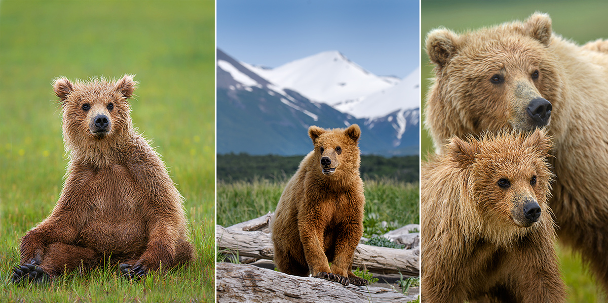 Cubs-Katmai-Alaska-Robert-OToole-Photography-2016