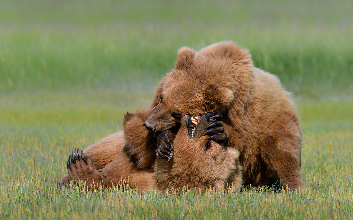 Two-Cubs-Katmai-Alaska-Robert-OToole-Photography-2016