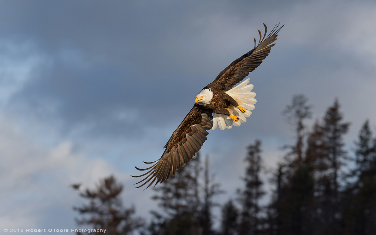 Eagle-dark-morning-Alaska-Robert-OToole-Photography-2016