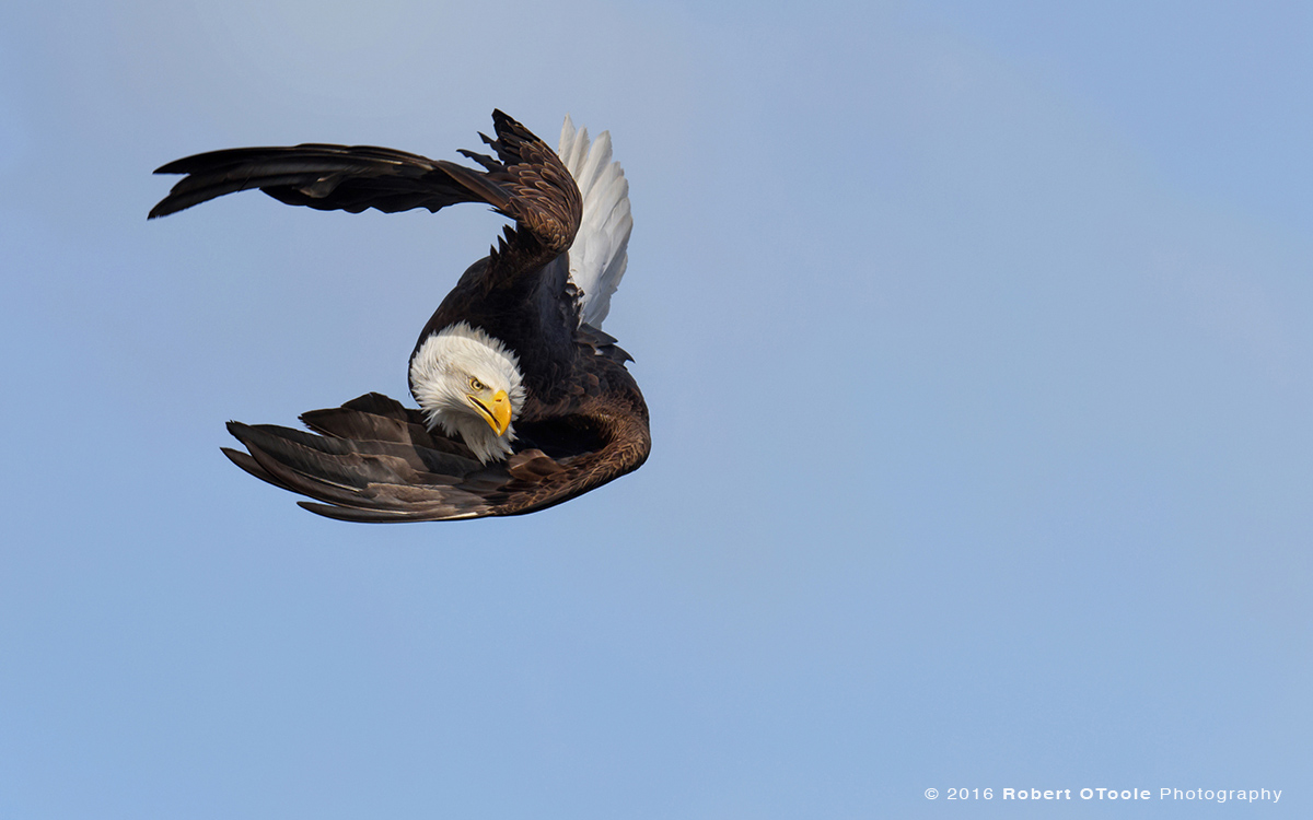 Eagle-tight-Alaska-Robert-OToole-Photography-2016