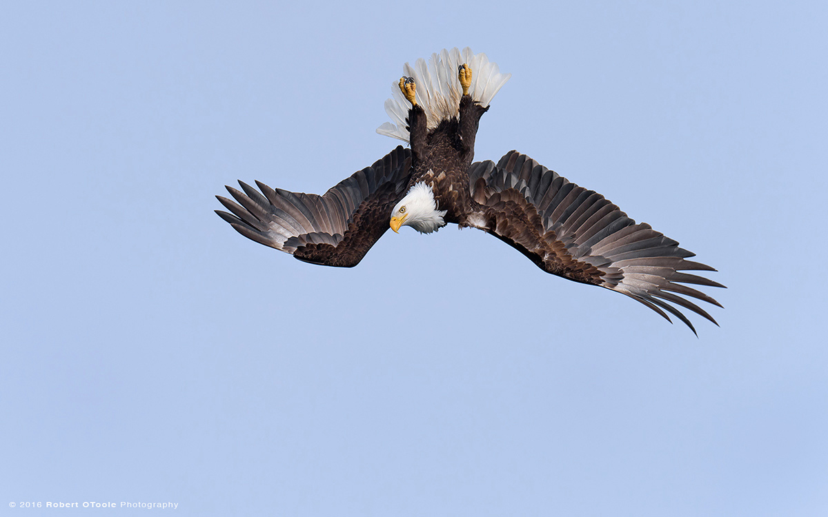 Inverted-dive-eagle-Alaska-Robert-OToole-Photography-2016