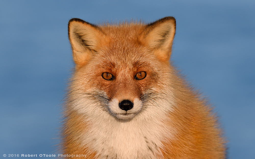 Hokkaido-red-fox-Japan-Robert-OToole-Photo-2016