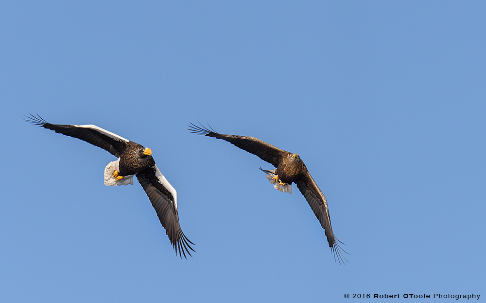 Hokkaido-Stellar-sea-eagle-7-Japan-Robert-OToole-Photo-2016