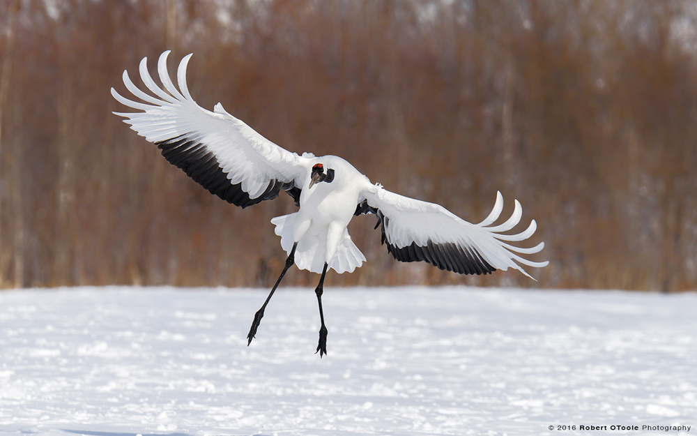 Japanese-red-crowned-cranes-Swoop-Japanese-red-crowned-crane-Japan-Robert-OToole-Photo-2016