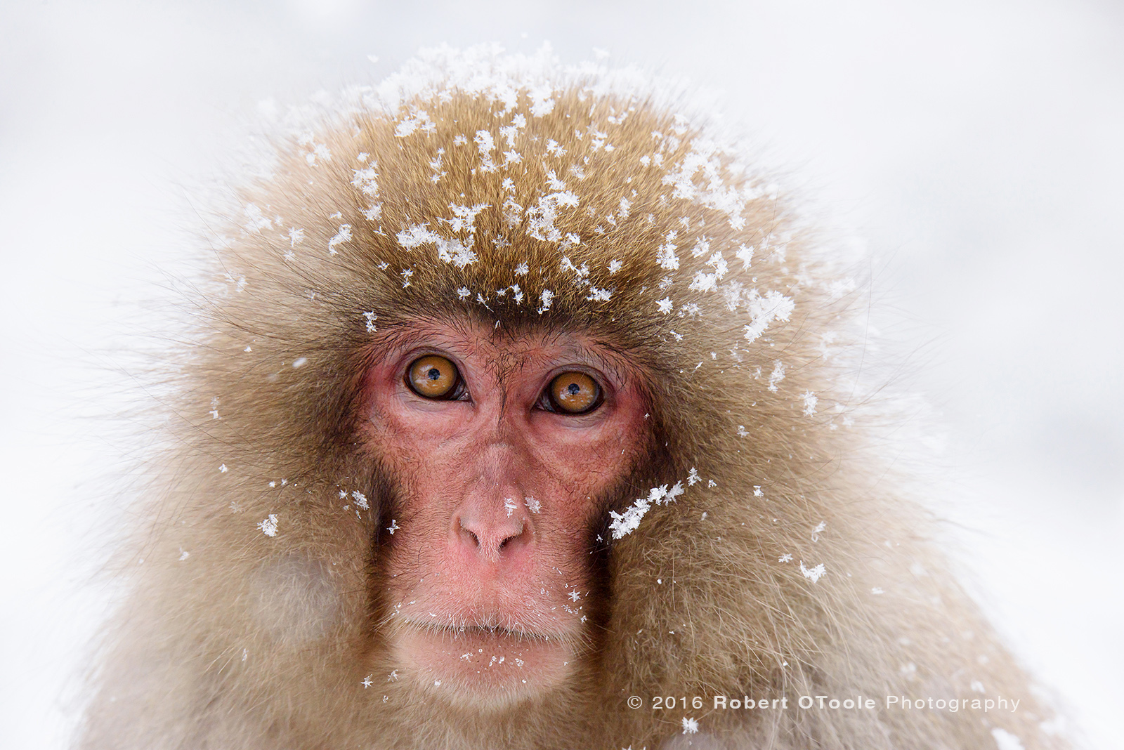 Japanese-snow-monkey-flake-portrait-Japan-Robert-OToole-Photo-2016