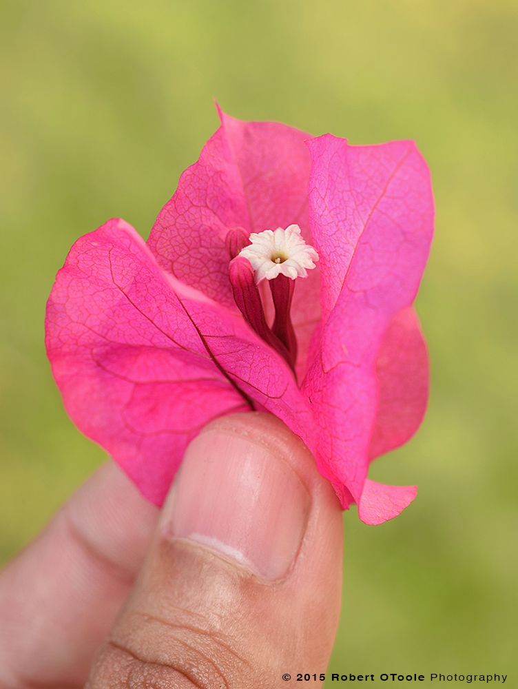 Bougainvillea-Robert-OToole-Photography-2016