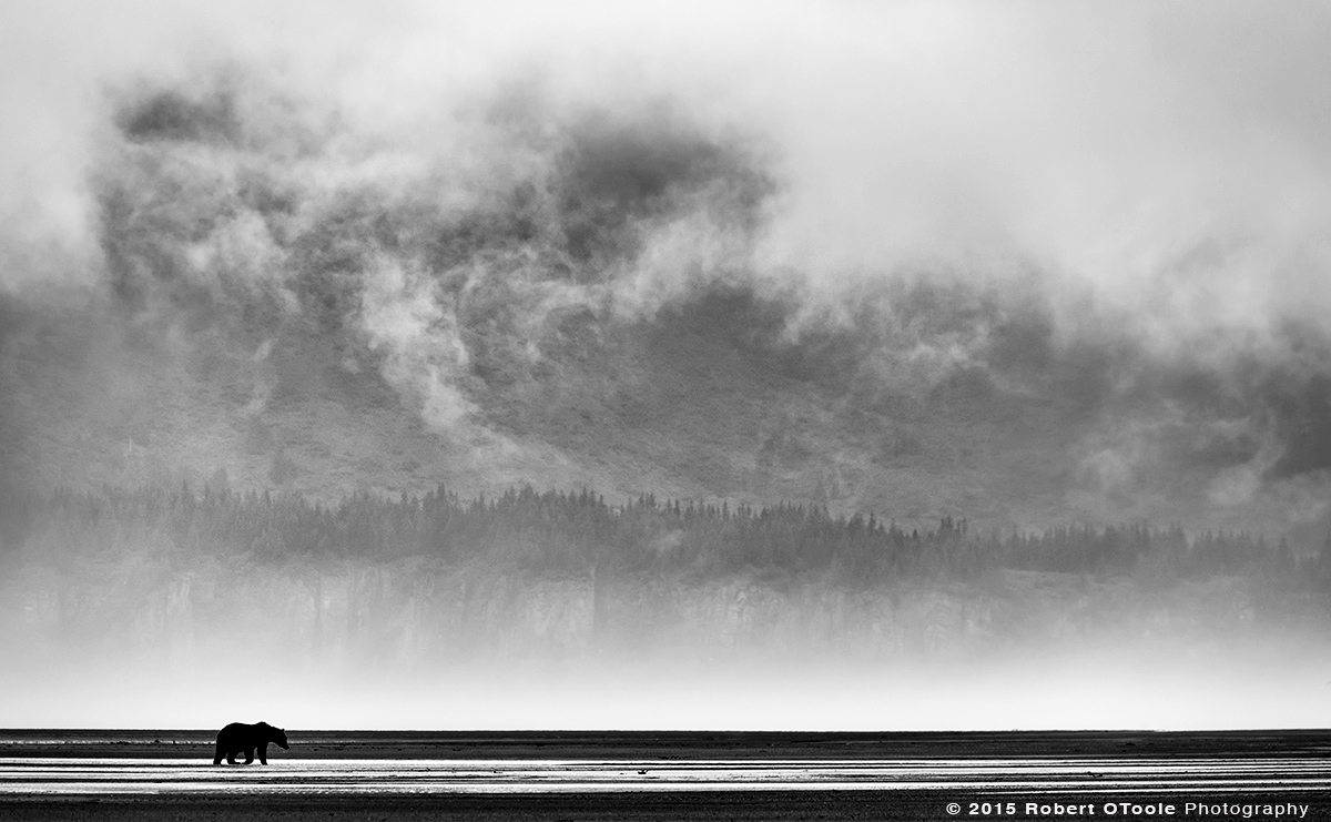 Brown-bear-and-mist-Hallo-Bay-Alaska-Robert-OToole-Photography-2015