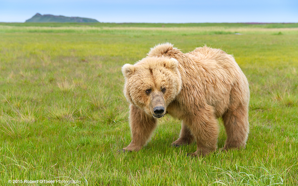 Bear-mom-wide-angle-Hallo-Bay-Alaska-Robert-OToole-Photography-2015