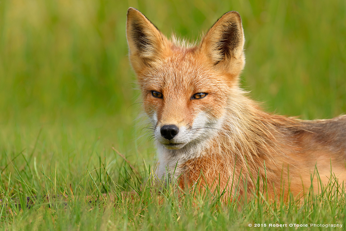 Fox-portrait-in-green-grass-Alaska-Robert-OToole-Photography-2015