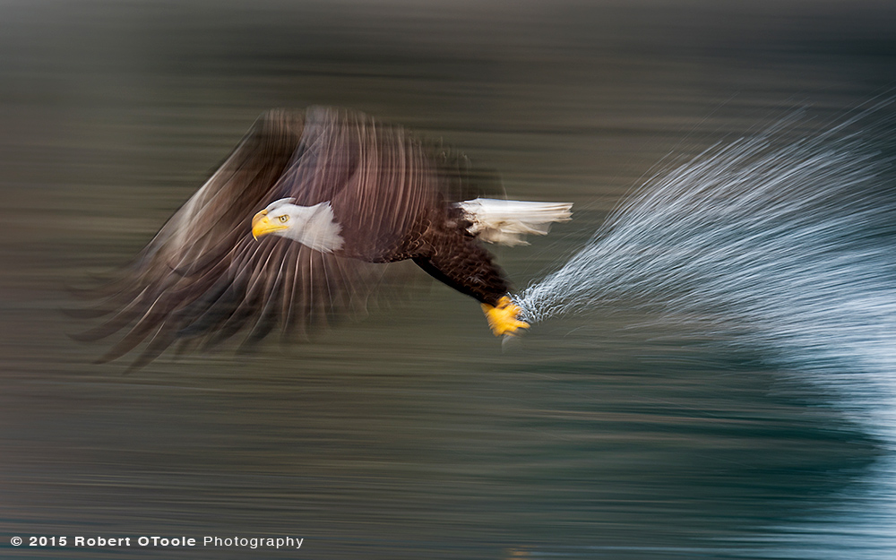 Eagle-1-20s-sec-speed-blur-Robert-OToole-Photography-2015