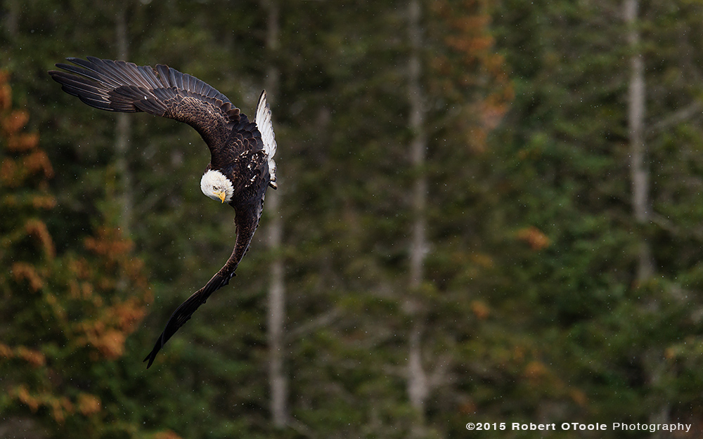 Eagle-banking-Robert-OToole-Photography-2015