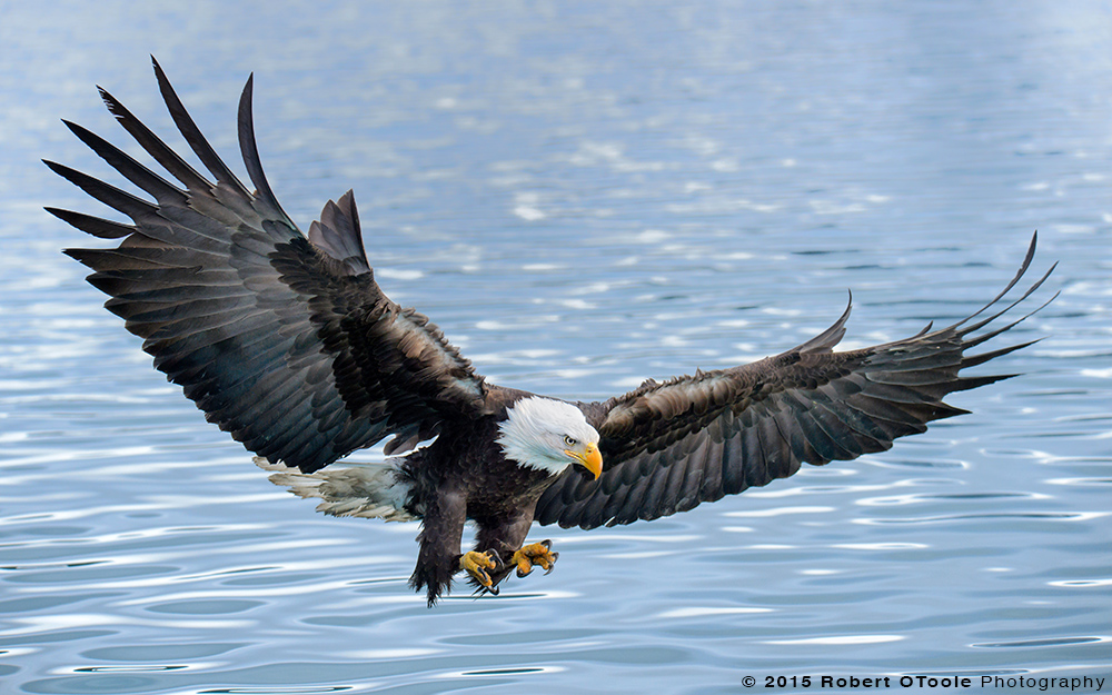 Eagle-and-blue-water-Robert-OToole-Photography-2015