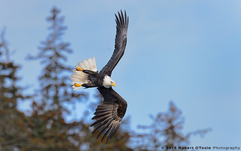 Eagle-banking-against-trees-Alaska-Robert-OToole-Photography-2015