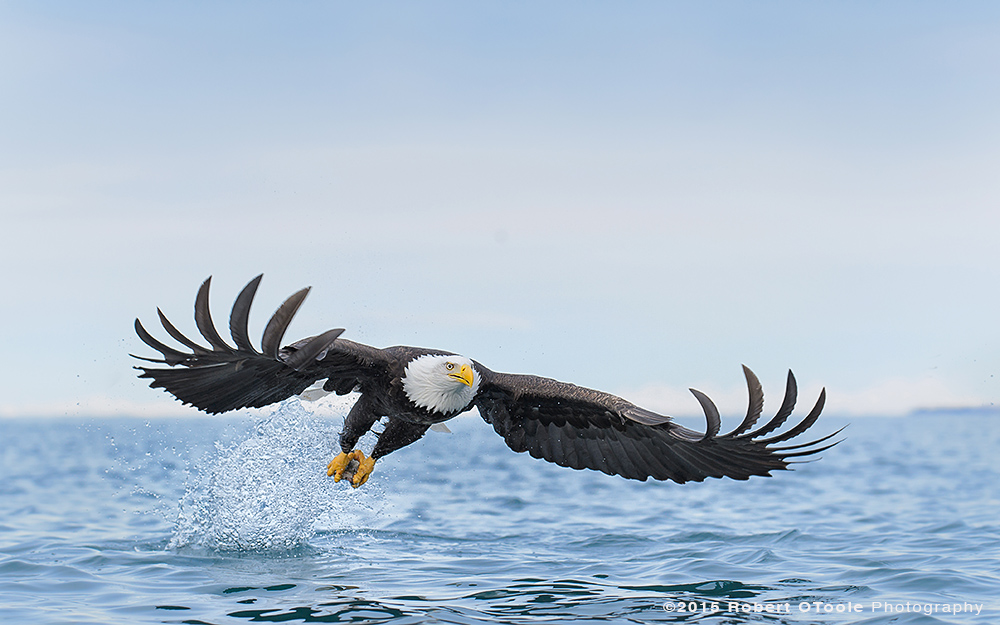 Eagle-strike-at-water-level-Robert-OToole-Photography-2015