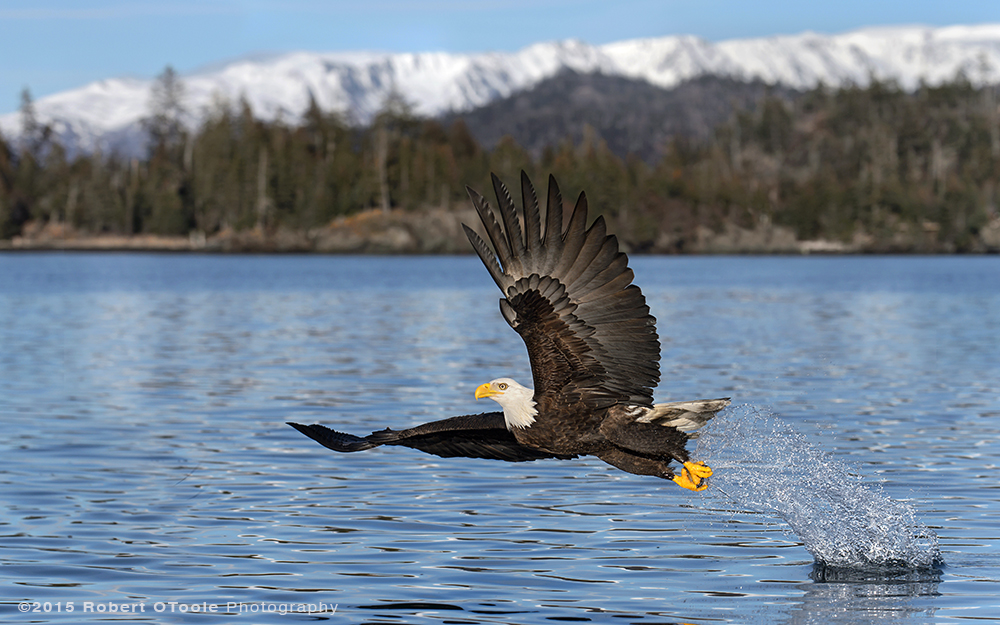 Eagle-wide-angle-blue-water-Robert-OToole-Photography-2015