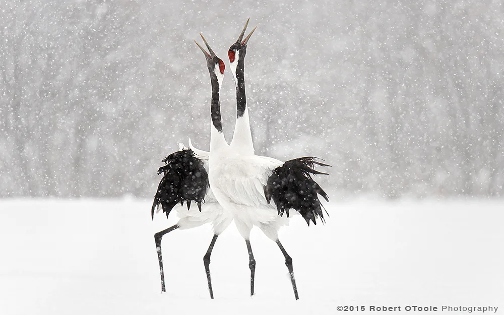 japanese-red-crowned-cranes-displaying-in-the-snow-robert-otoole-photography-2015