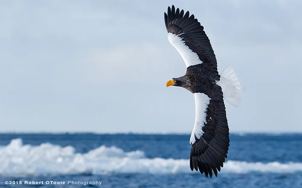 Stellars-sea-eagle-banking-Japan-Robert-OToole-2015