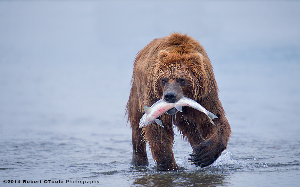 Brown-bear-with-silver-salmon-hallo-bay-Alaska-Robert-OToole-Photography