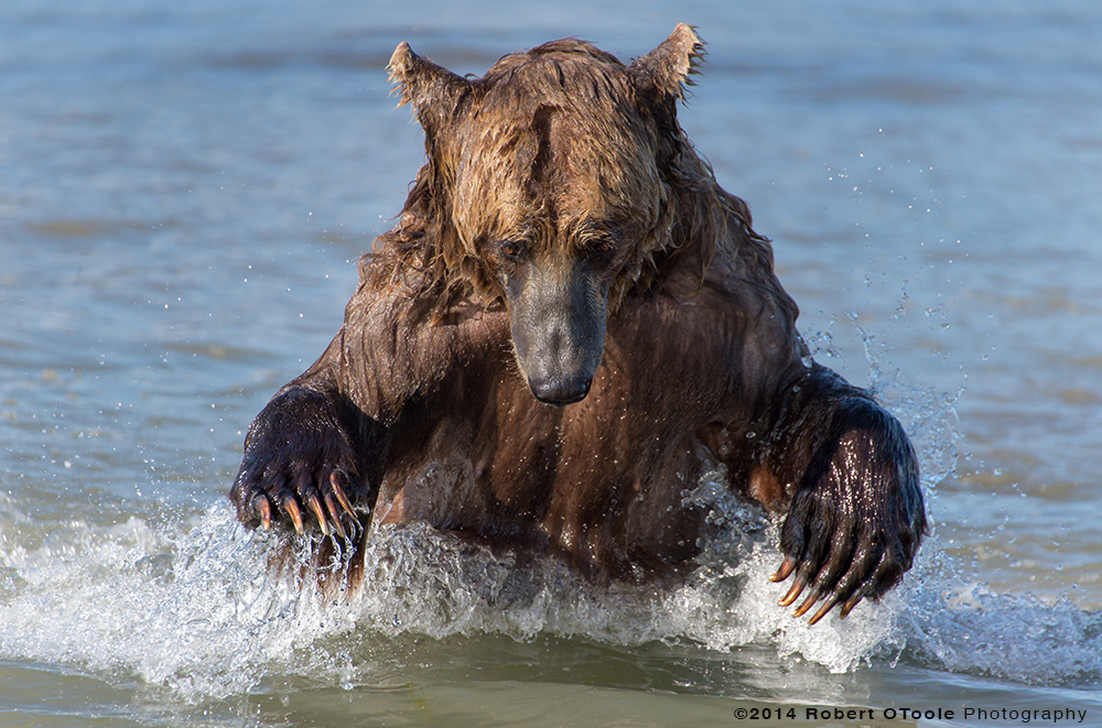 Brown-bear-fishing-hallo-bay-Alaska-Robert-OToole-Photography