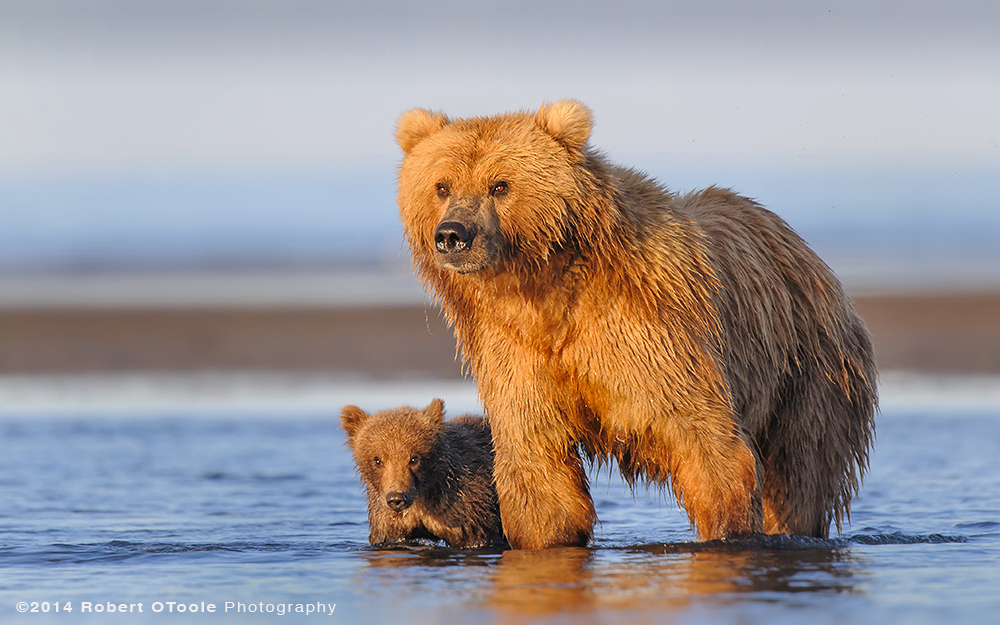 Brown-bear-with-spring-cub-in-perfect-light-hallo-bay-Alaska-Robert-OToole-Photography