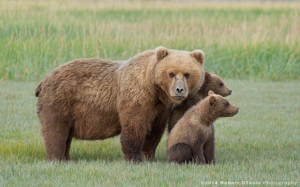 Brown-bear-with-two-spring-cubs-in-the-meadow-hallo-bay-Alaska-Robert-OToole-Photography
