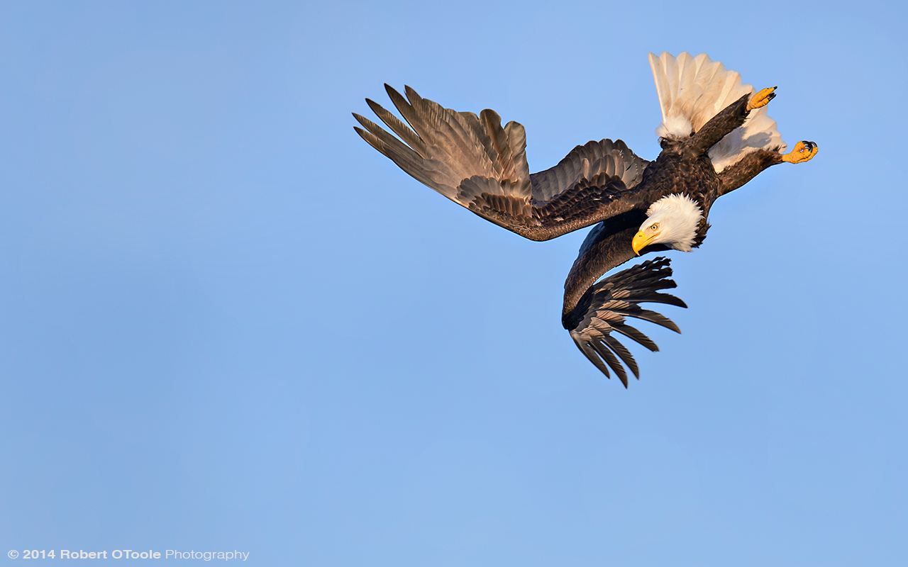 Eagle-contortionist-Robert-OToole-Photography-2014.jpg