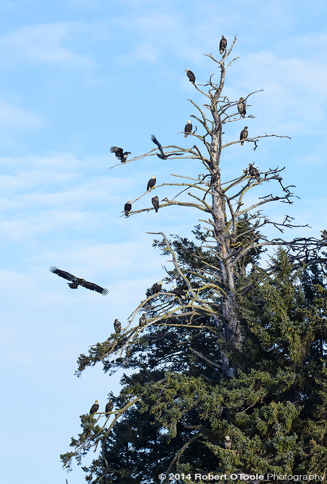 Eagles-Alaska-March-2014-Robert-OToole-Photography.JPG