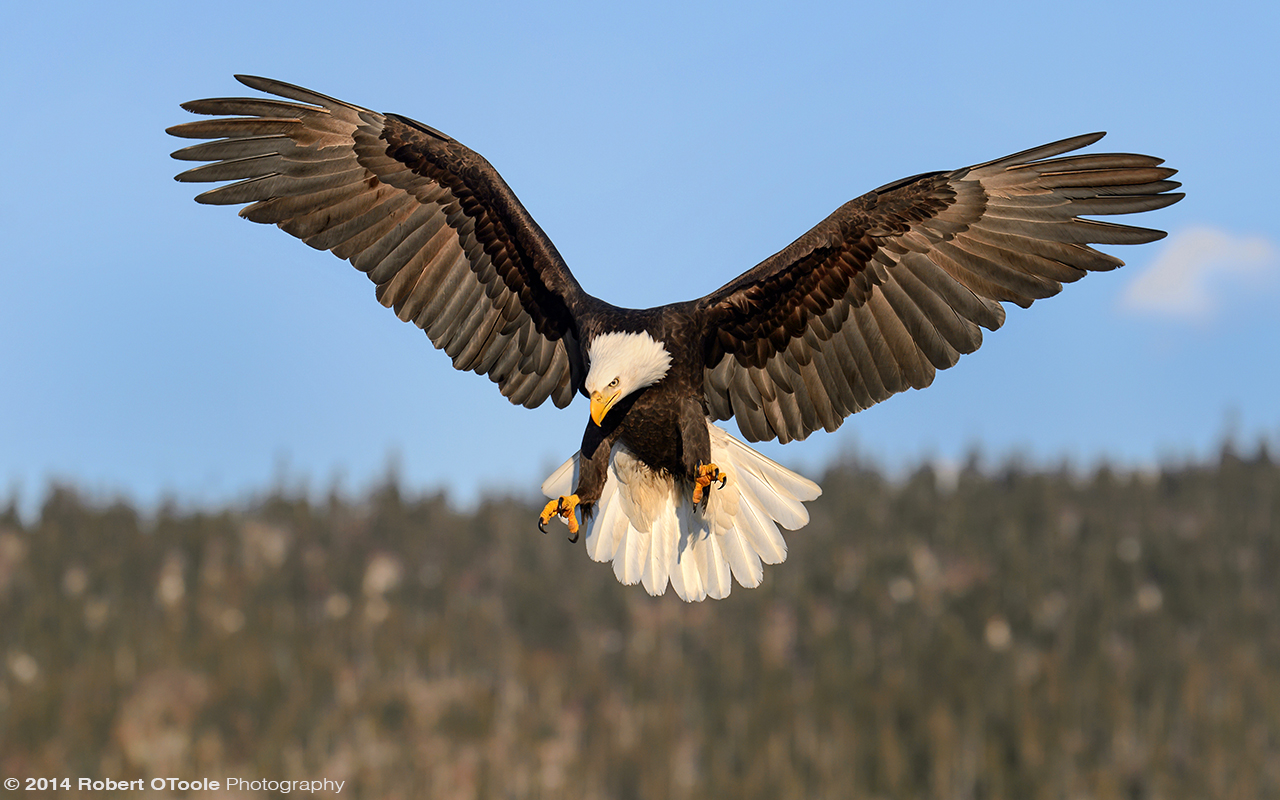 Eagle-stalling-Robert-OToole-Photography-2014.JPG
