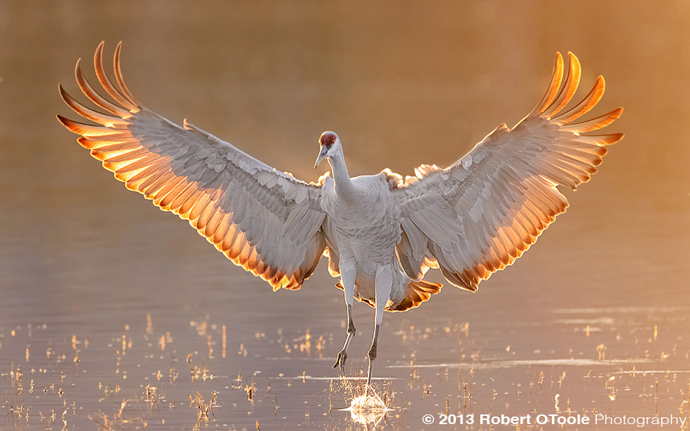 sandhill-crane-backlit-landing-bosque-new-mexico-2013-robert-otoole-photography