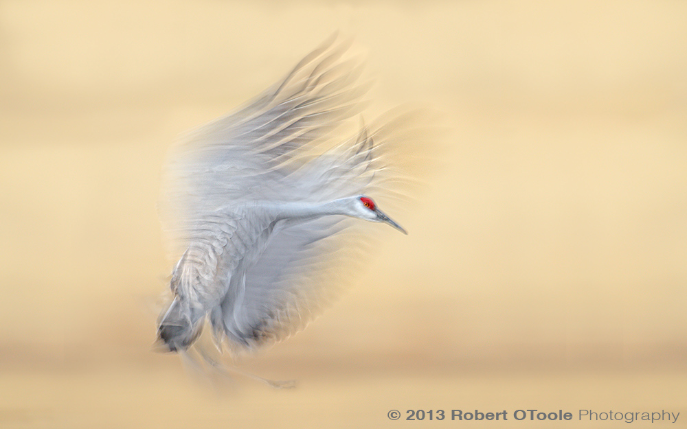 Sandhill-Crane-blur-1-20th-s-Bosque-New-Mexico-2013-RobertOToole-Photography