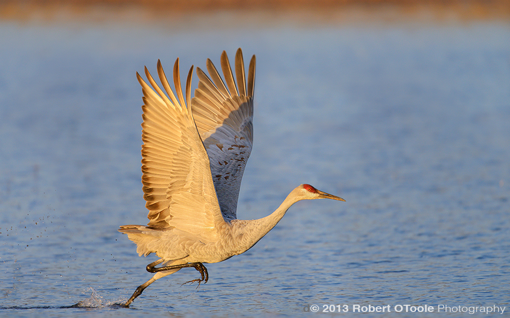 Crane-take-off-Bosque-New-Mexico-2013-RobertOToole-Photography