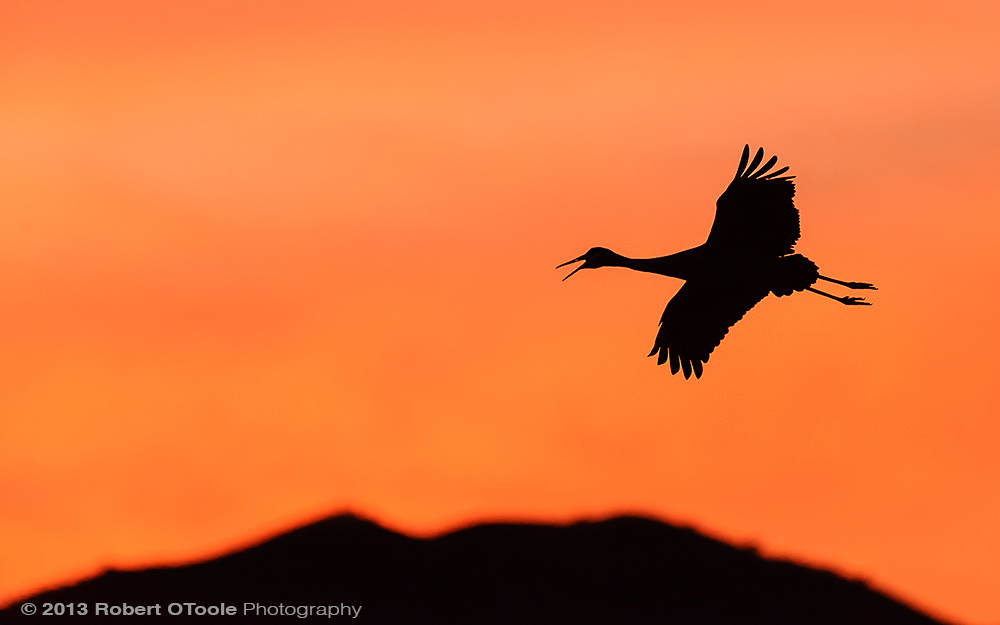Single-Crane-landing-at-sunset-Bosque-New-Mexico-2013-RobertOToole-Photography