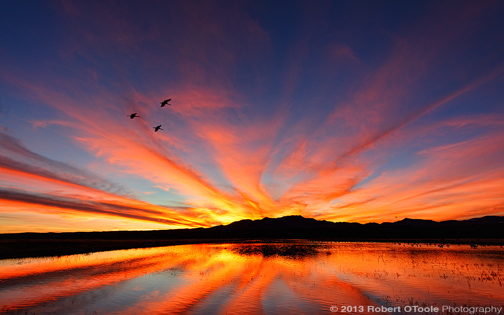 Three-crane-sunset-Bosque-New-Mexico-2013-RobertOToole-Photography