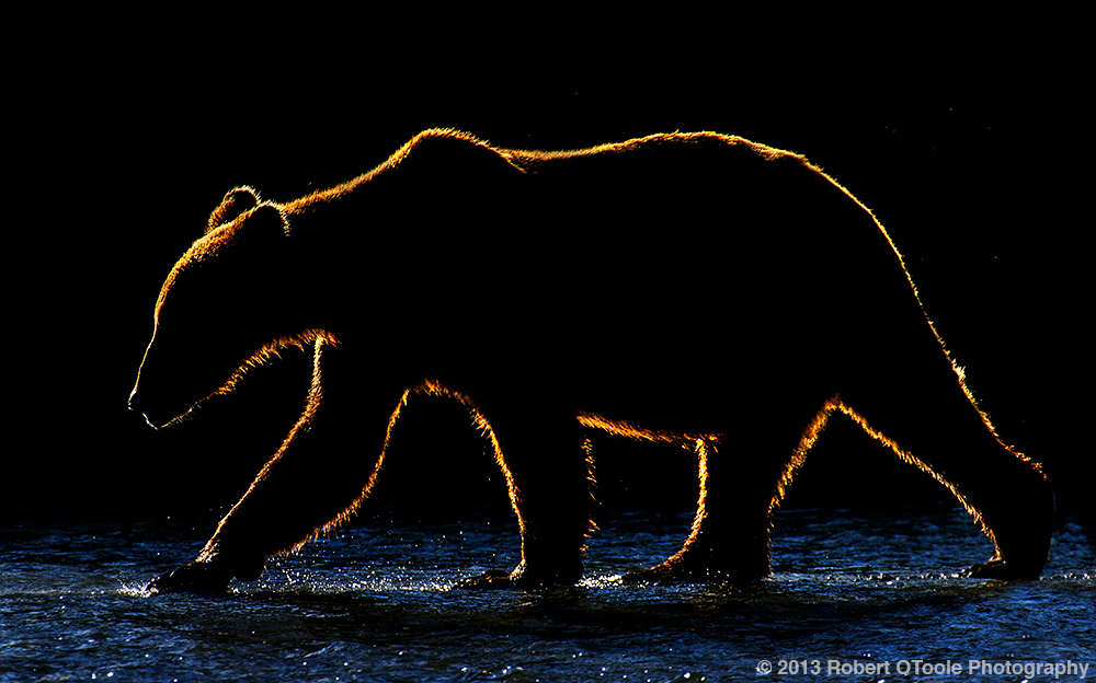 Backlit-coastal-brown-bear-Alaska-2013-Robert-OToole-Photography