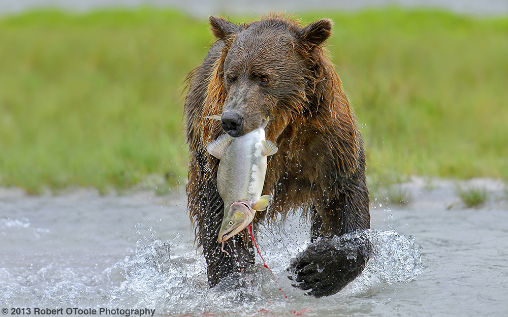 Brown-bear-with-pink-salmon-katmai-2013-Robert-OToole-Photography