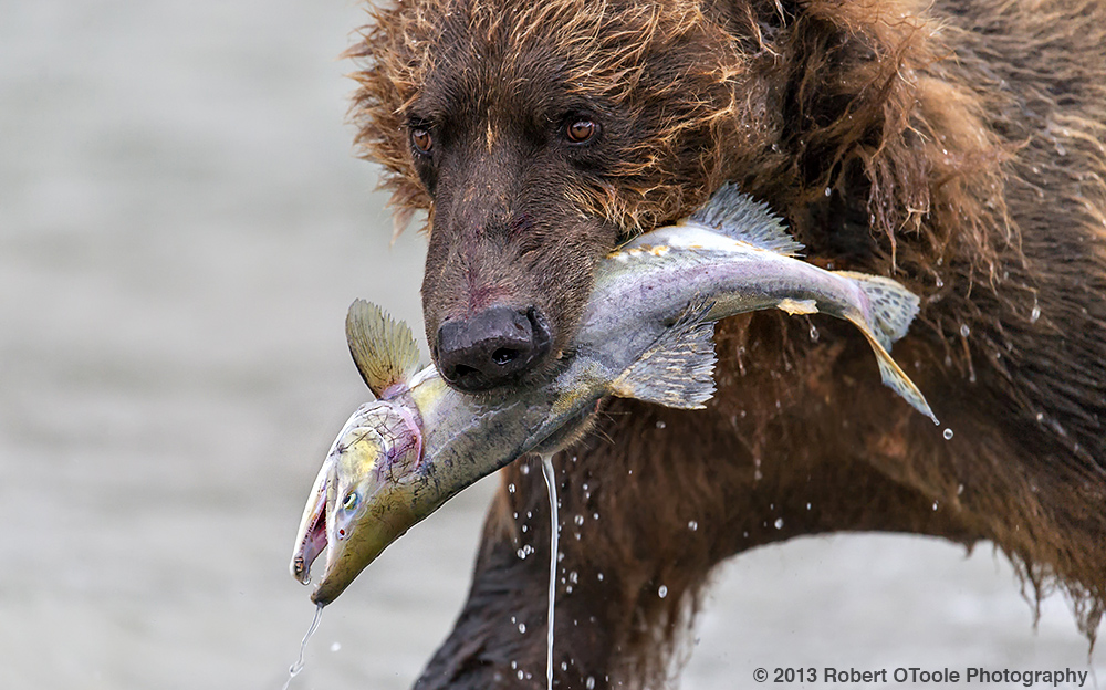 Brown-bear-with-pink-salmon-close-up-portrait-2013-Robert-OToole-Photography