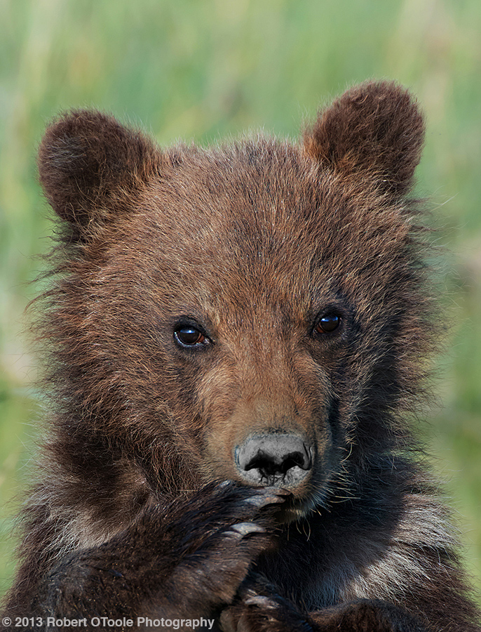 Dark-cub-portrait-Hallo-Bay-2013-Robert-OToole-Photography