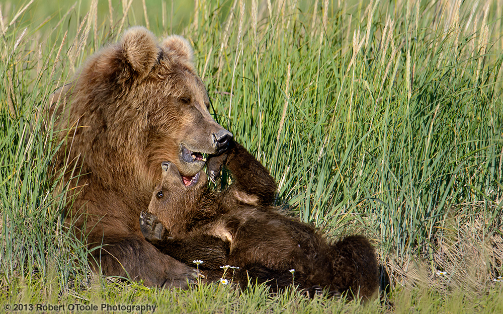 Mother-Cub-wrestling-Hallo-Bay-2013-Robert-OToole-Photography