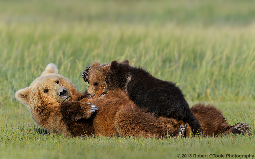 Mother-nursing-cubs-Hallo-Bay-July-2013-Robert-OToole-Photography