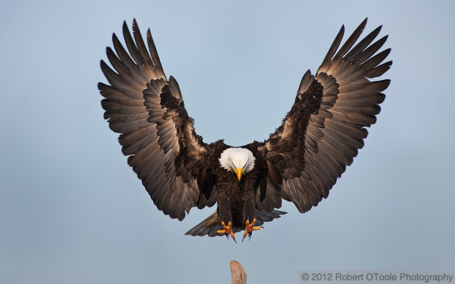 bald-eagle-landing-wings-outstretched-robert-otoole-photography.